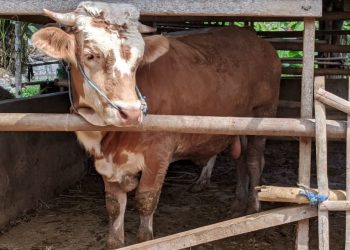 Kwarda DIY InsyaAlloh Sembelih 1 Ekor Sapi pada Hari Raya Qurban 1442 H