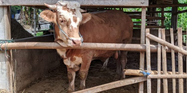 Kwarda DIY InsyaAlloh Sembelih 1 Ekor Sapi pada Hari Raya Qurban 1442 H