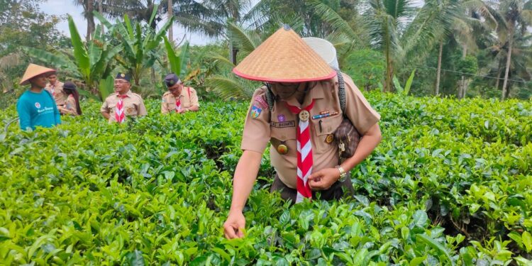 Kunjungi Kampung Pramuka Purwosari, Tim Studi Tiru Kwarda Jambi Antusias Belajar Memetik Daun Teh