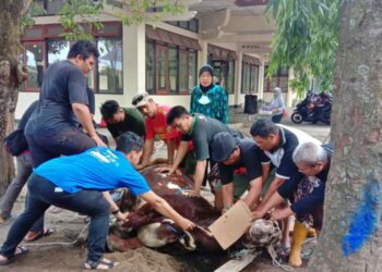 Idul Adha 1444 H, Kwarda DIY Selenggarakan Penyembelihan Hewan Qurban
