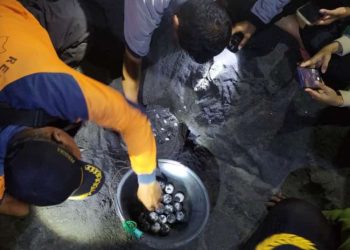 Misi Penyelamatan, Saka Wanabakti Bantul Mencari Telur Penyu di Tengah Gelombang Malam
