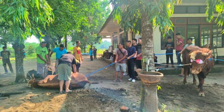 Hari Raya Idul Adha 1445 H, Panitia Qurban Kwarda DIY Sembelih 2 Sapi dan 1 Kambing