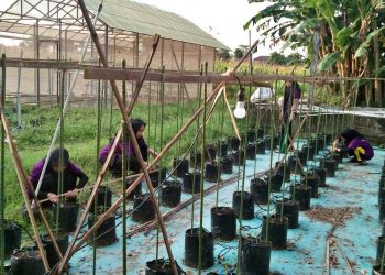 Saka Taruna Bumi Kwarran Seyegan Gelar Latihan Krida Holtikultura SKK Petani