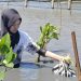 Penanaman Mangrove di Laguna Pengklik Bantul Jadi Rangkaian Awal Raimuna Ranting Depok 2024