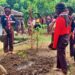 Manfaatkan Lahan Kosong Sekolah, Pramuka SMP Negeri 2 Kalibawang Budidaya Tanaman Organik