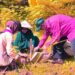 Peringati Hari Bumi 2025, Dewan Ambalan MAN 3 Kulon Progo Semarakkan Penanaman Sejuta Pohon Matoa